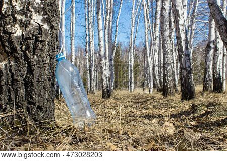 A Village Man Collects Birch Sap In Early Spring In Order To Improve His Health And Resell It To Huc