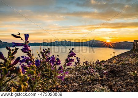 Penstemon Blow In The Wind At Sunset On Skell Head High Above Crater Lake At Sunset