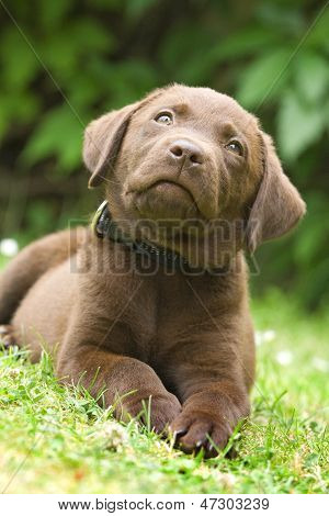 Cachorrinho - Labrador Retriever