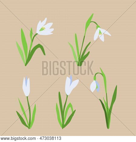 Snowdrops Set. Spring Time Flower. Vector Llustration