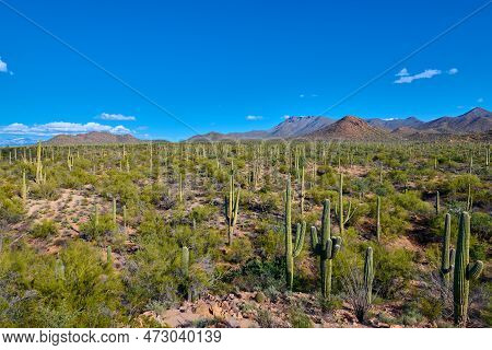 Saguaro Cactues Growing In A Valley At Saguaro National Park, Tucson Arizona.