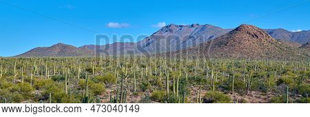Panoramic View Of Saguaro Cactues Growing In A Valley At Saguaro National Park, Tucson Arizona.