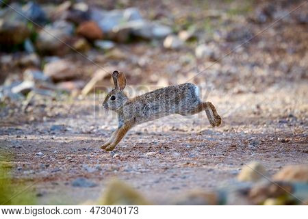 A Desert Cottontail Rabbit, Sylvilagus Audubonii, Running Through The Sonoran Desert. Tucson, Arizon
