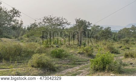 A Dirt Safari Road Runs Through The Jungle. Green Grass On The Roadsides. Among The Bushes Stands Th