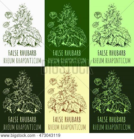 Set Of Vector Drawings False Rhubarb In Different Colors. Hand Drawn Illustration. Latin Name Rheum 