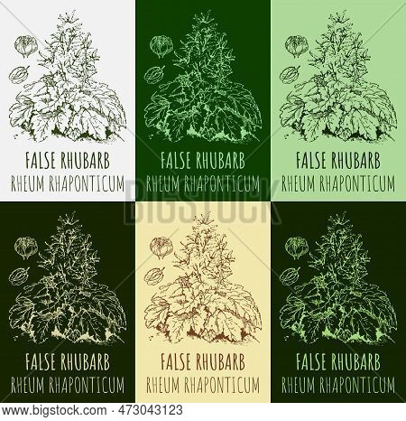 Set Of Drawings False Rhubarb In Different Colors. Hand Drawn Illustration. Latin Name Rheum L.