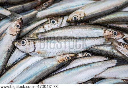 Fresh European Sprats Fish, Known As Bristling, Brisling, Garvie, Garvock, Russian Sardine, Russlet,