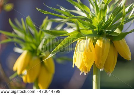 Hazel Grouse Imperial Yellow In Spring, Fritillary