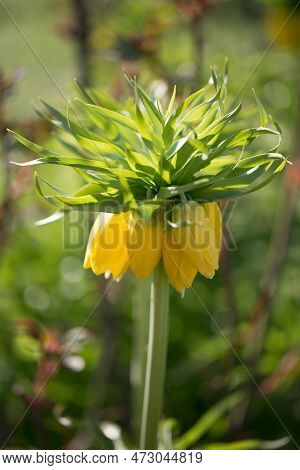 Hazel Grouse Imperial Yellow In Spring, Fritillary