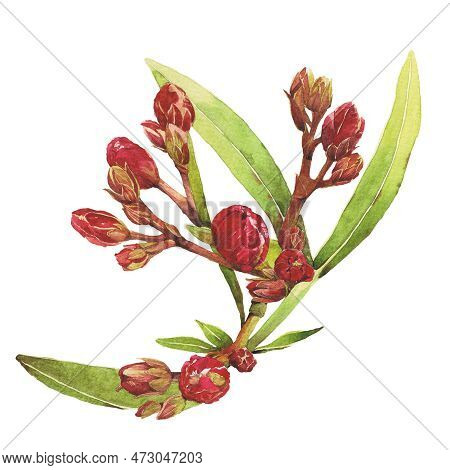 Watercolor Illustration Of Oleander. Set With Flowers And Leaves. Hand-drawn Isolated Clip Art On A 