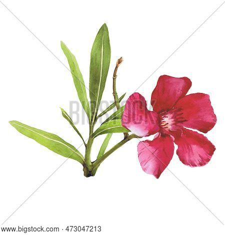 Watercolor Illustration Of Oleander. Set With Flowers And Leaves. Hand-drawn Isolated Clip Art On A 