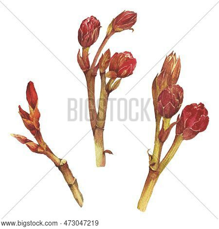 Watercolor Illustration Of Oleander. Set With Flowers And Leaves. Hand-drawn Isolated Clip Art On A 
