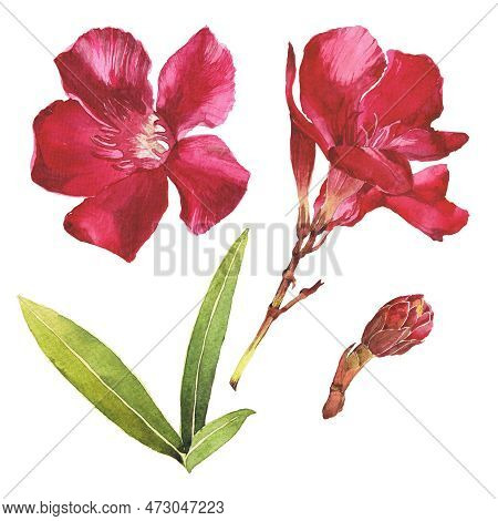 Watercolor Illustration Of Oleander. Set With Flowers And Leaves. Hand-drawn Isolated Clip Art On A 