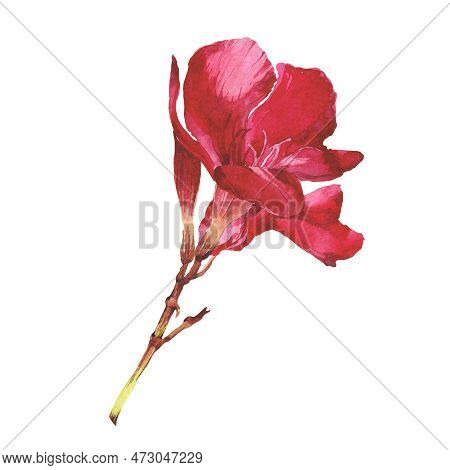 Watercolor Illustration Of Oleander. Set With Flowers And Leaves. Hand-drawn Isolated Clip Art On A 