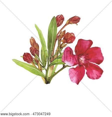 Watercolor Illustration Of Oleander. Set With Flowers And Leaves. Hand-drawn Isolated Clip Art On A 