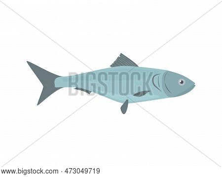 Mackerel For Fishing And Sea Delicatessen, Flat Vector Illustration Isolated.