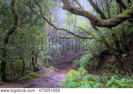 Beautiful Green Enchanted Forest. Ancient Woods. Magical Teal Rain Forest.
