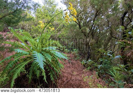 Beautiful Green Enchanted Forest. Ancient Woods. Magical Teal Rain Forest.