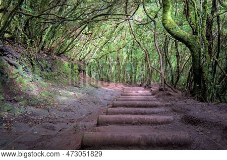 Beautiful Green Enchanted Forest. Ancient Woods. Magical Teal Rain Forest.