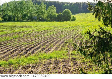 Furrows A Plowed Field With Young Juicy Green Shoots  In Spring. Landscape With Clouds On Blue Sky. 