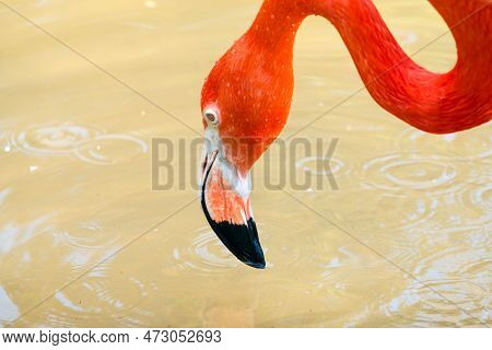 Red Big Birds Greater Flamingos Is Relaxing Enjoying Drinking Water Close Up
