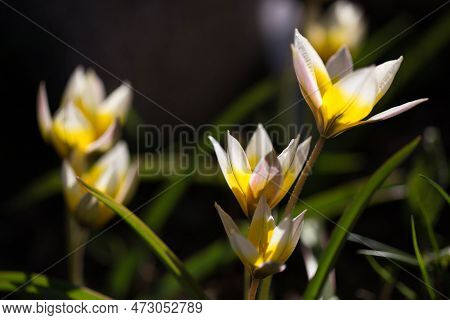 Tulip Turkestanica, With White Petals And Yellow Middle With Green Background