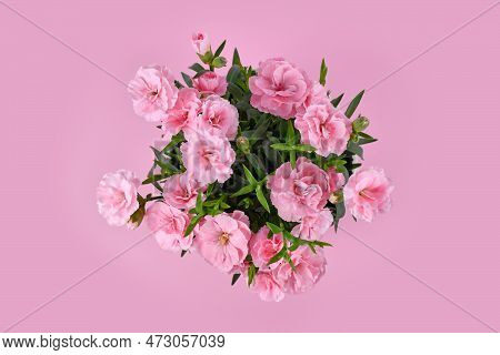 Top View Of Pink Dianthus Flowers On Pink Background
