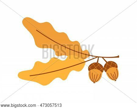 Vector Branch With Oak Leaves And Acorns. Autumn Oak Tree. Cute Oak Branch With Acorns.