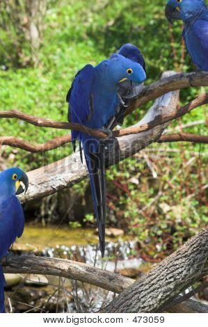 Hyacinth Macaws 2