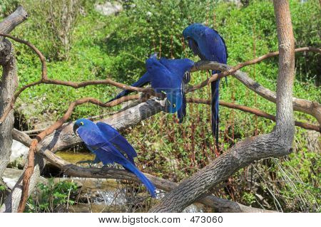 Hyacinth Macaw & venner