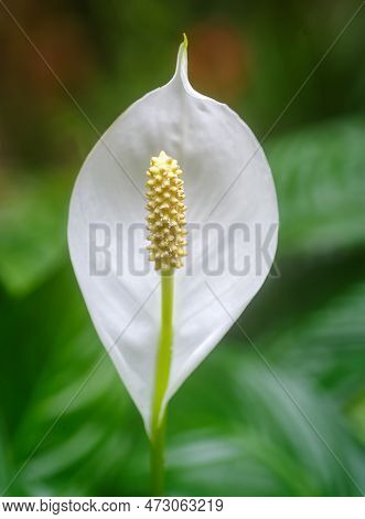Closeup Of A Peace Lily Plant Or Spathyphyllum