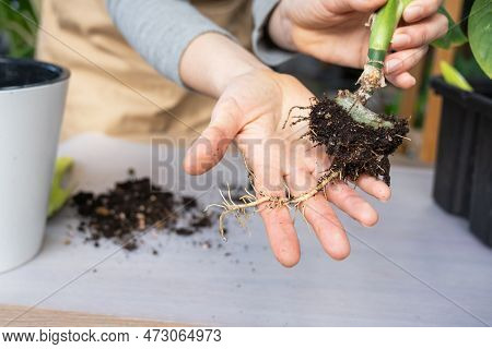 The Earthen Lump Of A Home Potted Plant Is Entwined With Roots, The Plant Has Outgrown The Pot. The 
