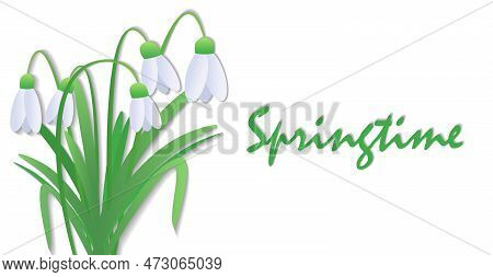 Snowdrops Or Galanthus Nivalis On White Background. Spring Vector Illustration In The Form Of A Bann