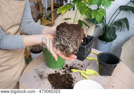 The Earthen Lump Of A Home Potted Plant Is Entwined With Roots, The Plant Has Outgrown The Pot. The 