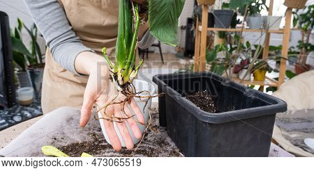 The Earthen Lump Of A Home Potted Plant Is Entwined With Roots, The Plant Has Outgrown The Pot. The 