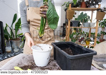 The Earthen Lump Of A Home Potted Plant Is Entwined With Roots, The Plant Has Outgrown The Pot. The 