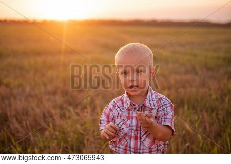 Close Up Portrait Of Little Boy In Plaid Shirt. Todder With Emotions Eats Spikelet Of Wheat
