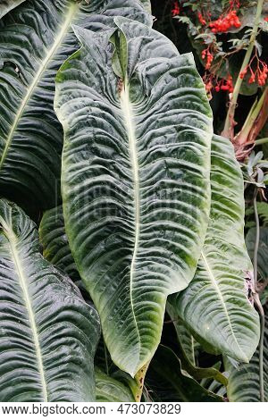 Beautiful Mature Leaf Of Anthurium Veitchii, Also Known As King Anthurium