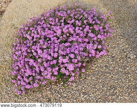 Close Up Of Flowering Shrub Of Lantana Montevidensis Used In Desert Style Xeriscaping