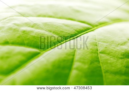 Frische Dreen Blatt Textur Makro Nahaufnahme