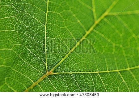 Frische Dreen Blatt Textur Makro Nahaufnahme