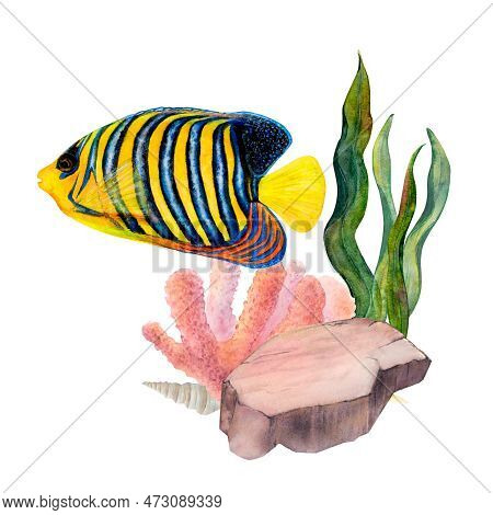 Watercolor Drawing Set Of Coral, Ribbon Algae, Bottom Stone, Shell And Royal Angel Fish On White Bac