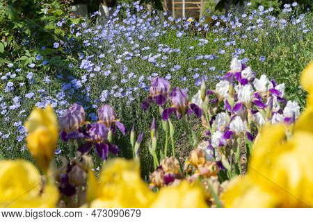 Spring Blooming Meadow. Blue Flax Flowers And Blooming Blue And Yellow Irises On A Flower Bed