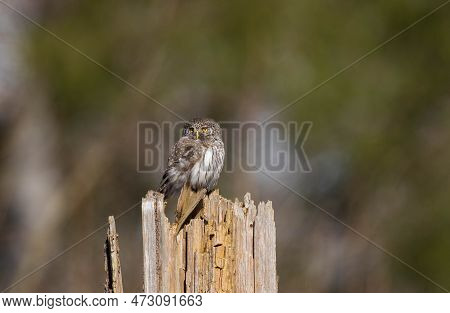 Eurasian Pygmy Owl (glaucidium Passerinum) In Winter Sun On Stump Sitting, Bialowieza Forest, Poland