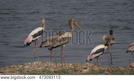 Rajkot, Gujarat, India. March-11-2023. A Painted Stork(mycteria Leucocephala) Bird In A River Flow.