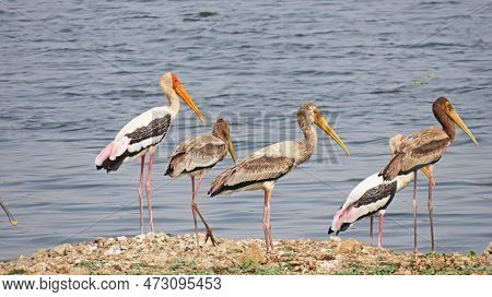 Rajkot, Gujarat, India. March-11-2023. A Painted Stork (mycteria Leucocephala) Juvenile Bird In A Ri
