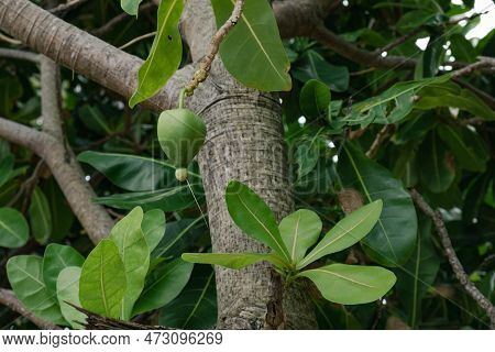 Poisonous Fruit Of The Barringtonia Asiatica Tree. Barringtonia Asiatica Is Rare Representative Of T