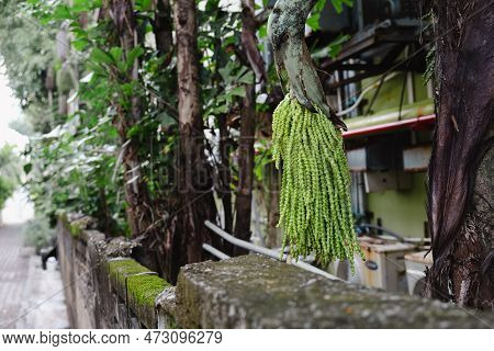 Green Fruits Of The Palm Tree Caryota Fishtail Palm On The Street Of Asian City. Caryota Palm Is Use