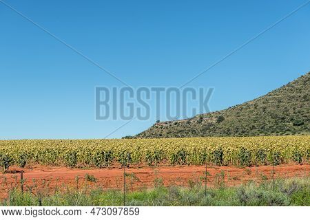 A Field Of Sunflowers In Red Soil Next To Road S129 Between Luckhoff And Fauresmith. The Flower Head
