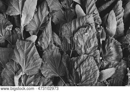 Birch Leaves Close Up. Black And White Stock Photo Background. Monochrome Or Monotone Image